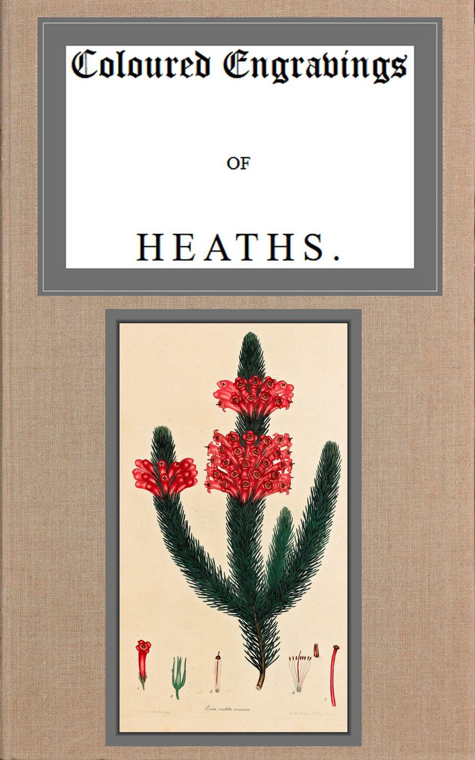 Coloured engravings of heaths; vol