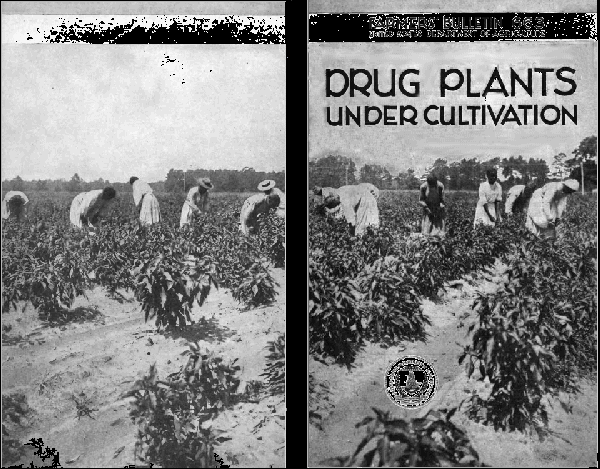 Drug Plants Under Cultivation