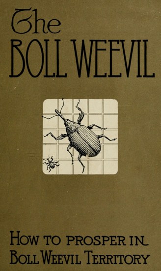 How to prosper in Boll Weevil Territory