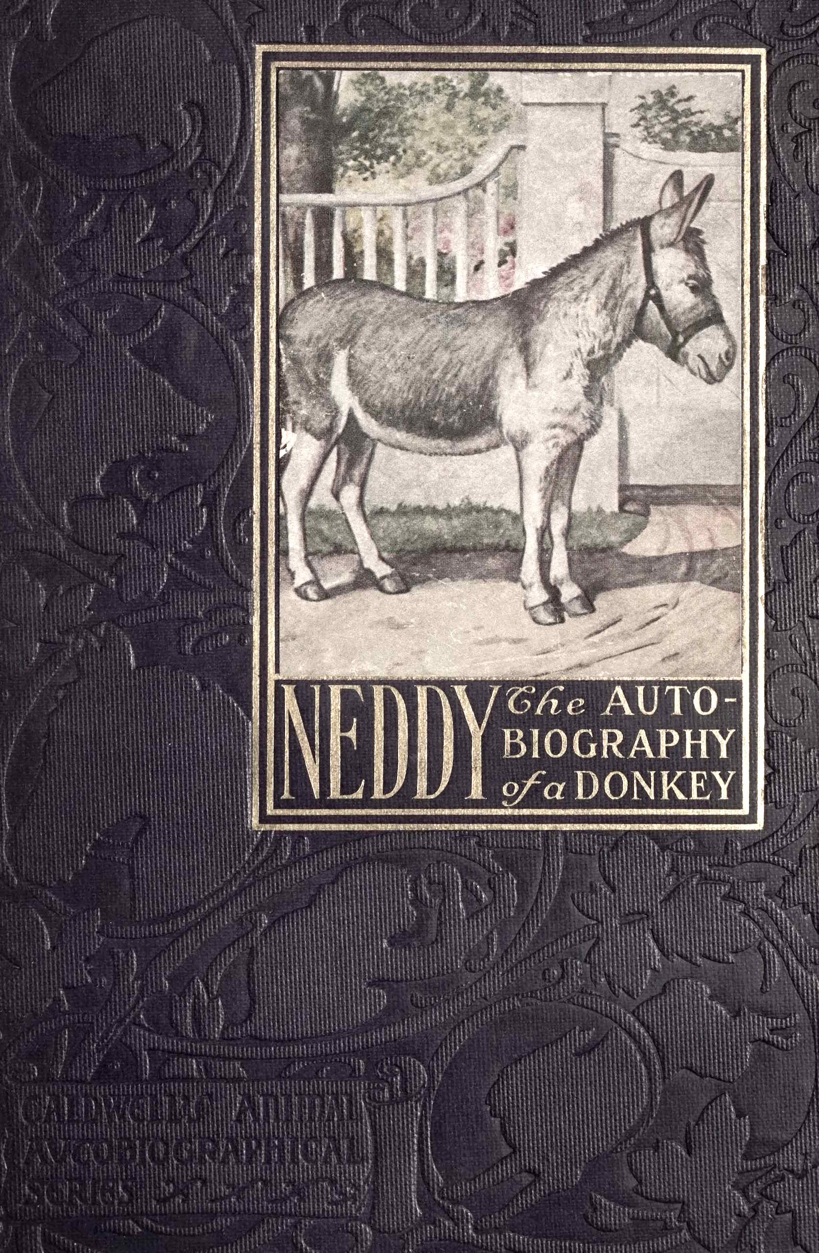 Neddy
