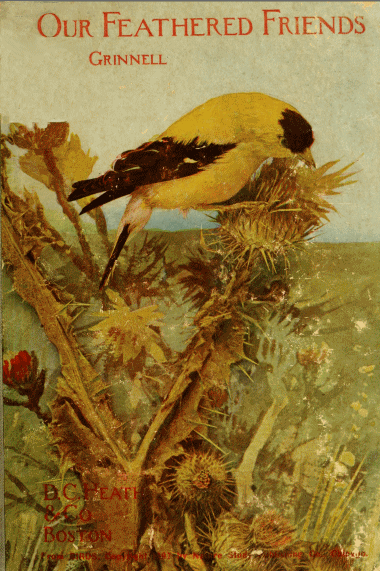 Our Feathered Friends