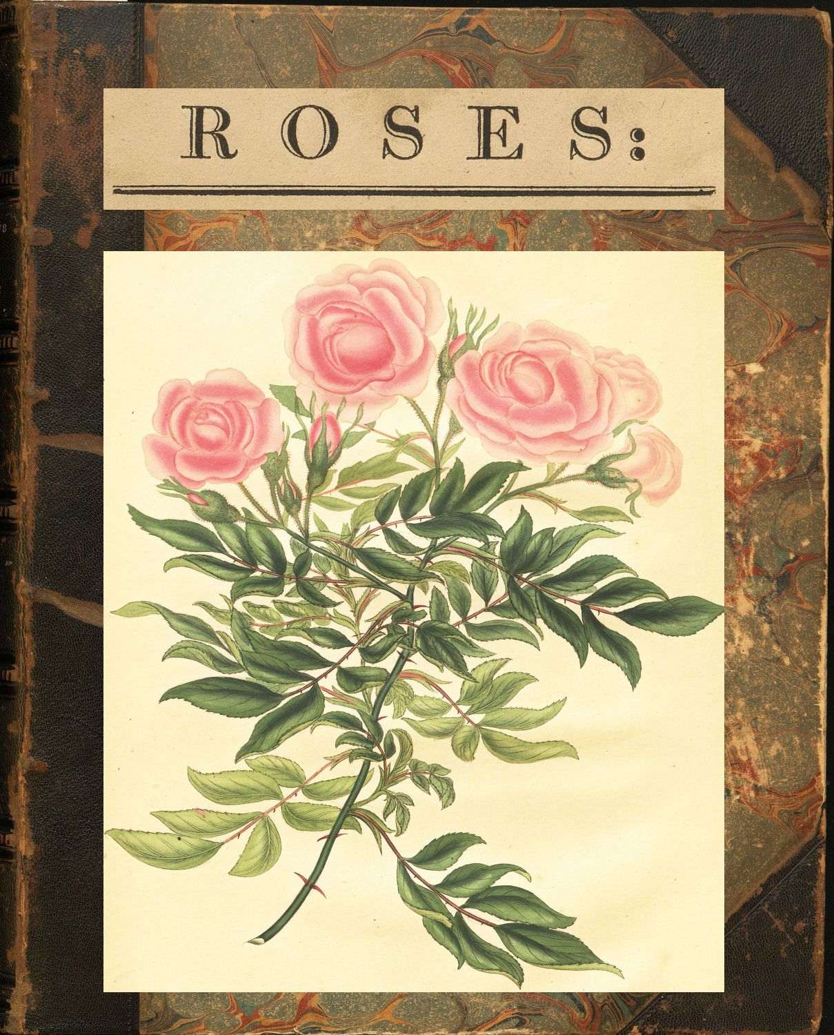 Roses
