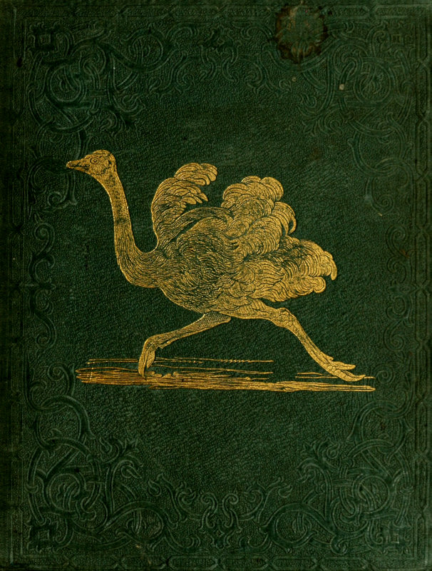 Tales About Birds