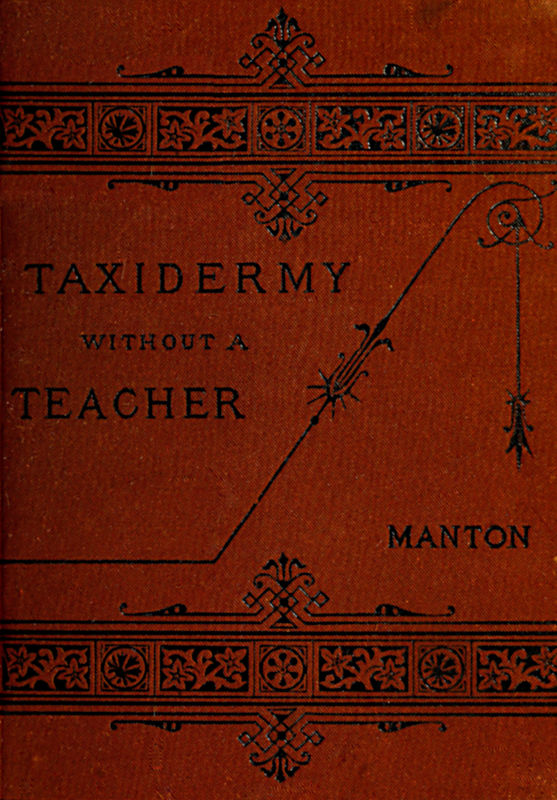 Taxidermy Without a Teacher