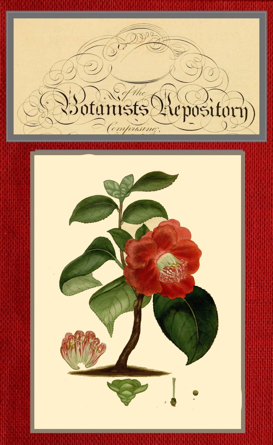 The botanist's repository for new and rare plants; vol. 09 [of 10]