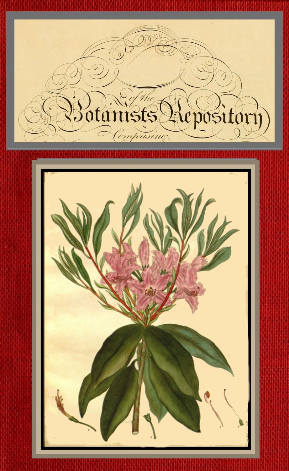 The botanist's repository for new and rare plants; vol 6 [of 10]