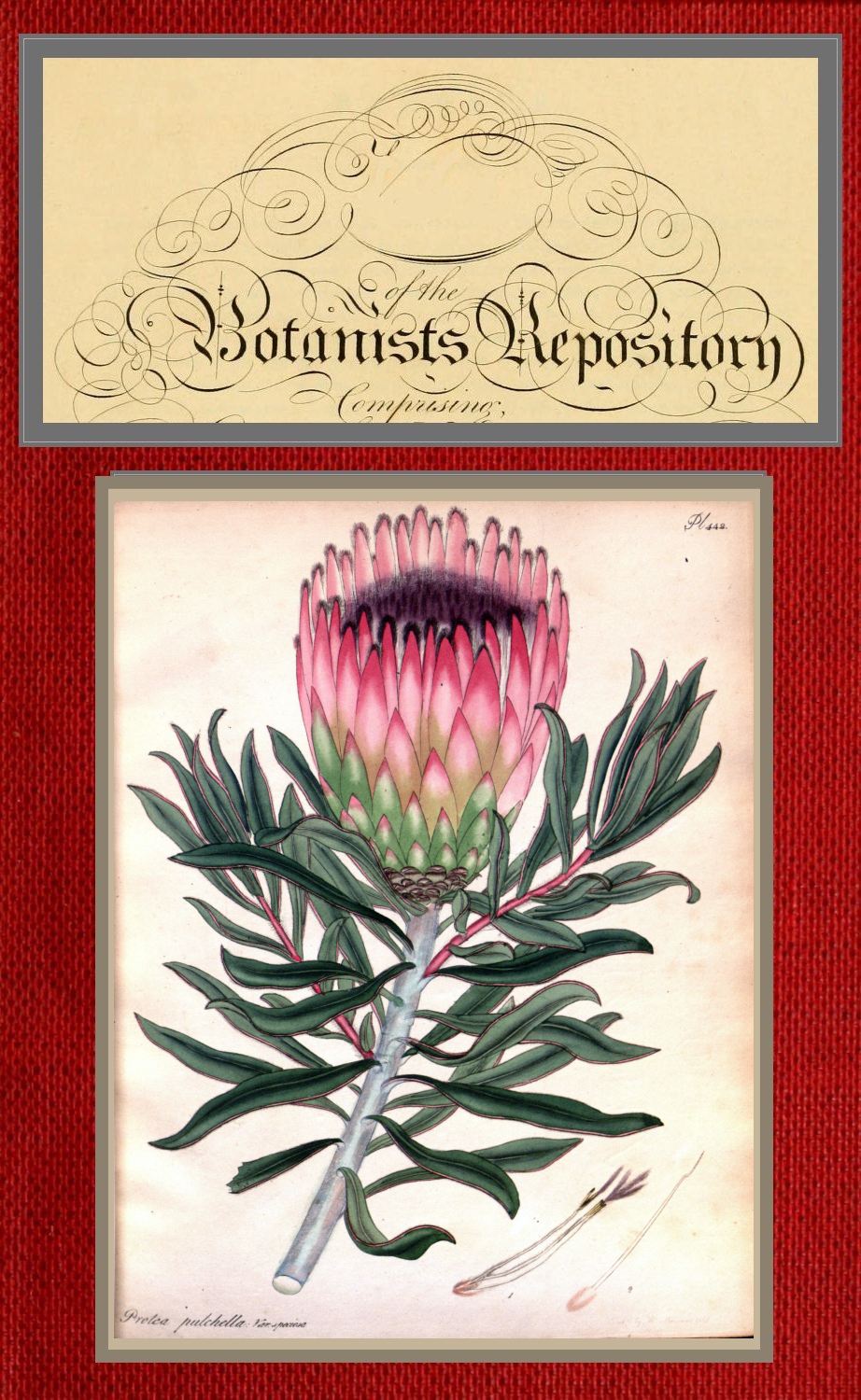 The botanist's repository for new and rare plants; vol 7 [of 10]