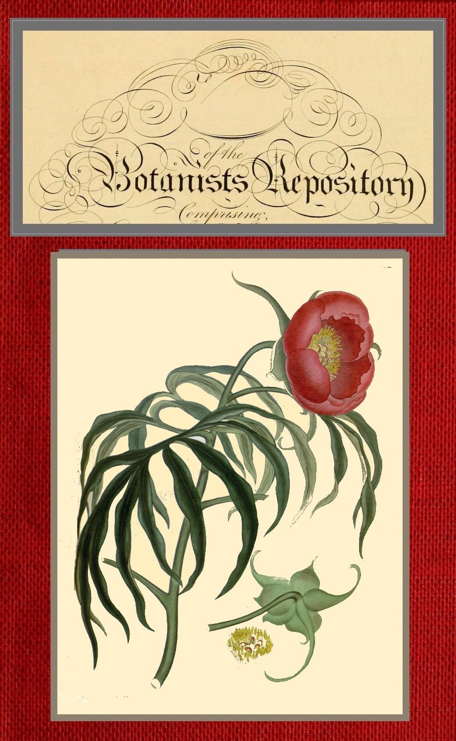 The botanist's repository for new and rare plants; vol 8 [of 10]