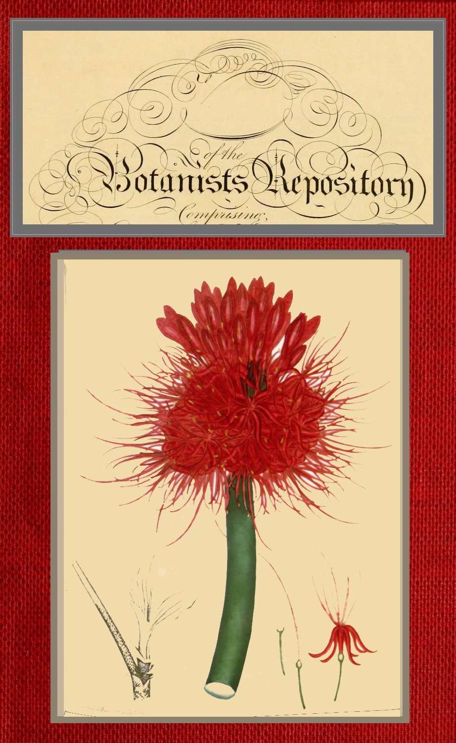 The botanist's repository for new and rare plants; vol5 [of 10]