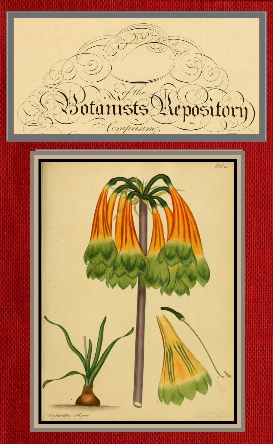 The botanist's repository; vols. III & IV