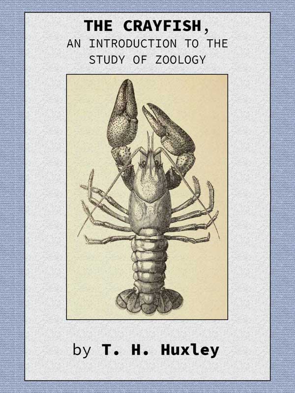 The Crayfish
