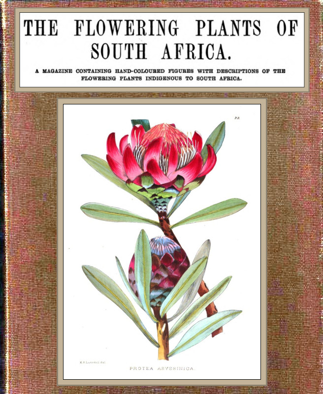 The Flowering Plants of South Africa; vol. 1 of 3