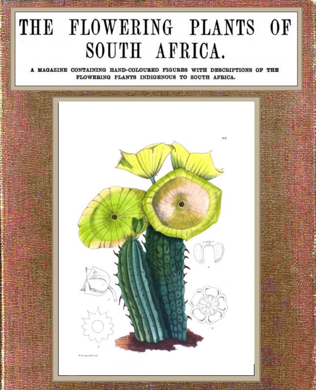 The Flowering Plants of South Africa; vol. 3 of 3