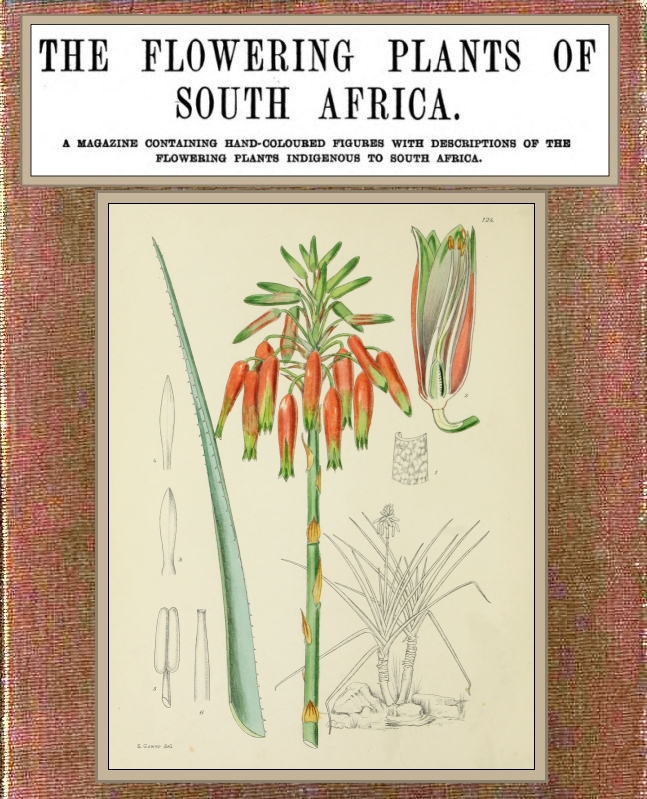 The flowering plants of South Africa; vol. 4 of 4, edited by I.B. Pole Evans