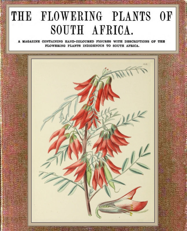 The flowering plants of South Africa; vol. 5 of 5, edited by I.B. Pole Evans