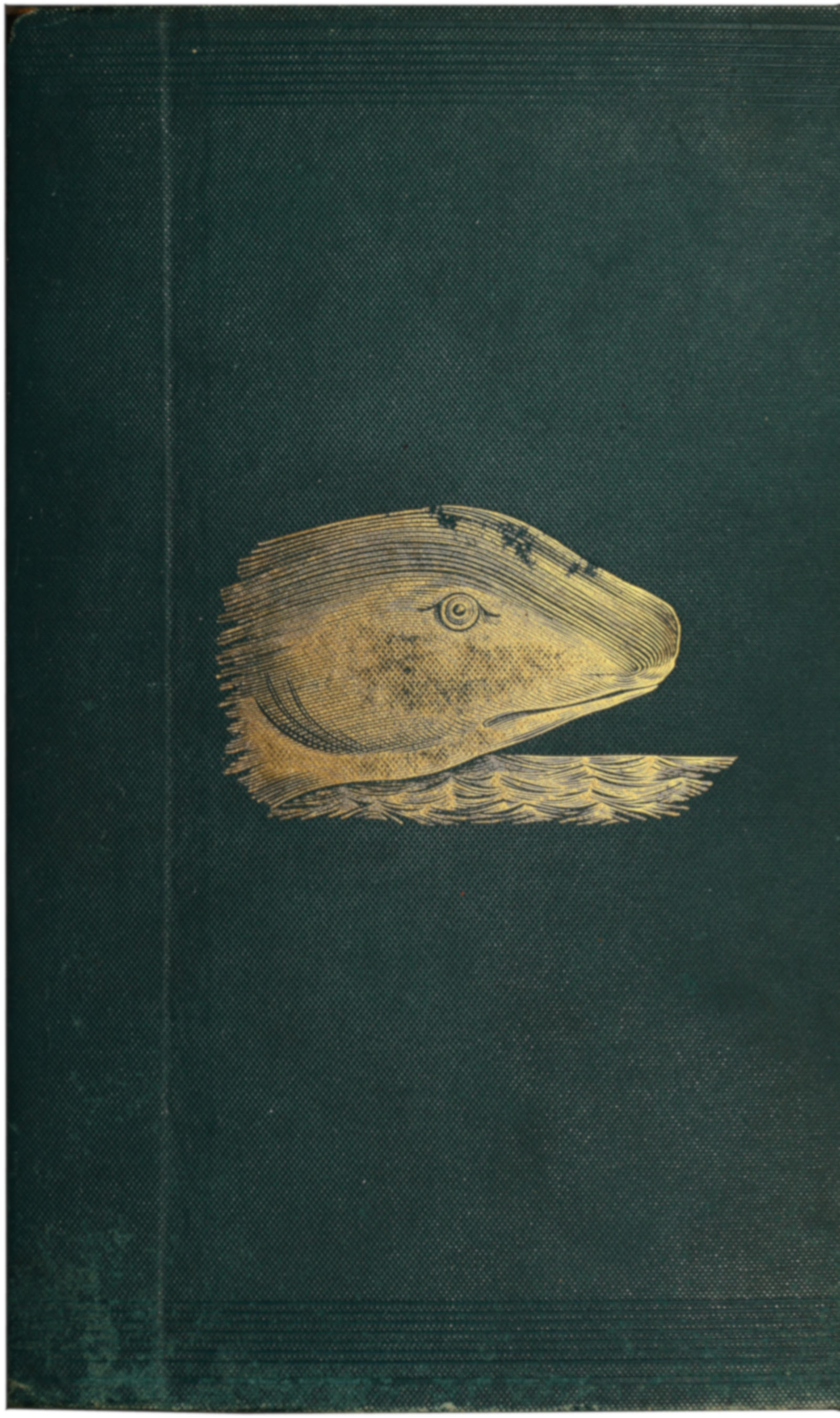 The Great Sea-serpent