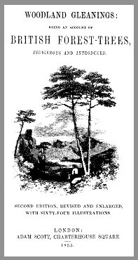 Woodland Gleanings